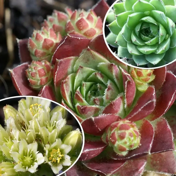 Jovibarba hirta 'Purpurea' – Sárga kövirózsa