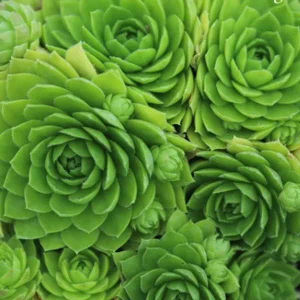 Jovibarba sobolifera 'Green Globe' – Gömbös kövirózsa