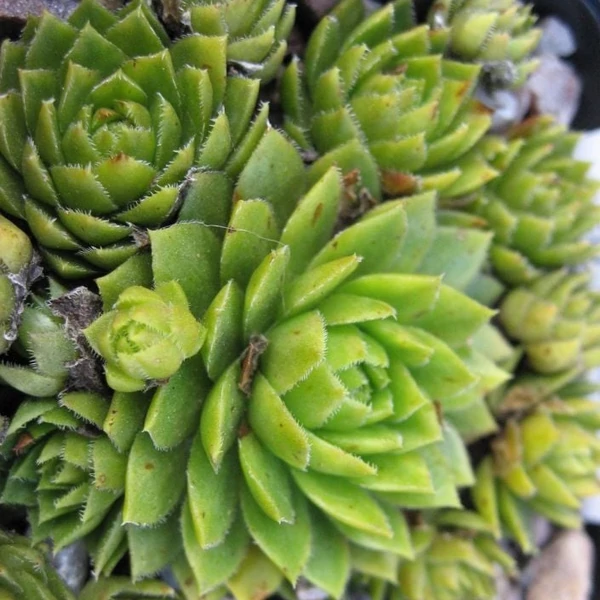 Jovibarba sobolifera 'Green Globe' – Gömbös kövirózsa