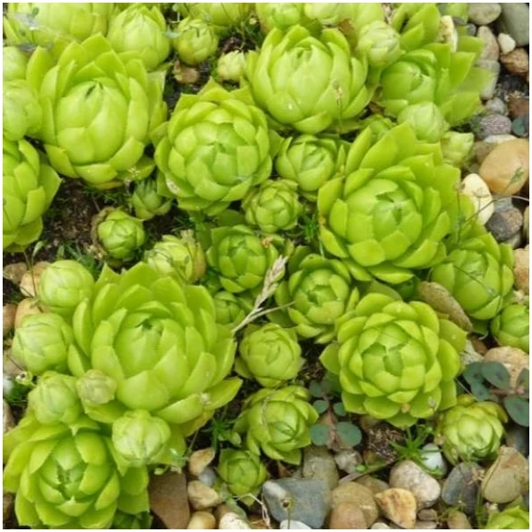 Jovibarba sobolifera 'Green Globe' – Gömbös kövirózsa