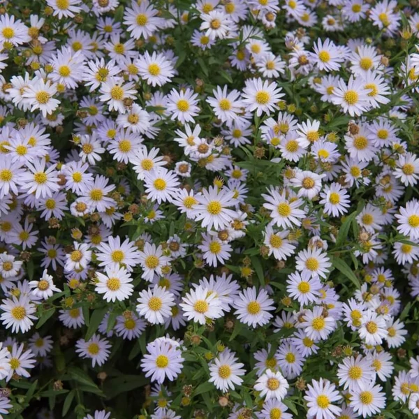 Kalimeris incisa 'Charlotte' – Tarka kalimerisz