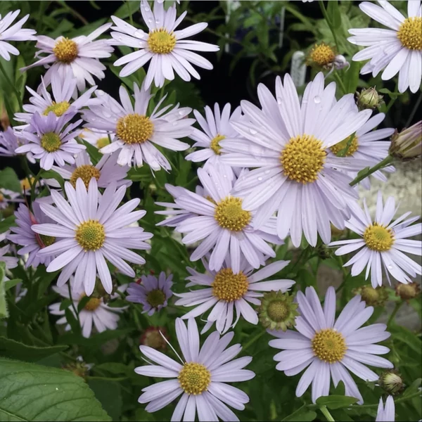 Kalimeris incisa 'Charlotte' – Tarka kalimerisz