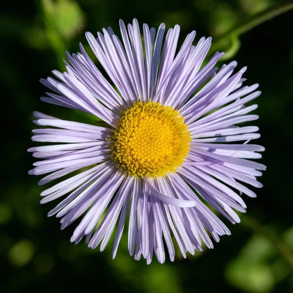 Kalimeris incisa 'Charlotte' – Tarka kalimerisz