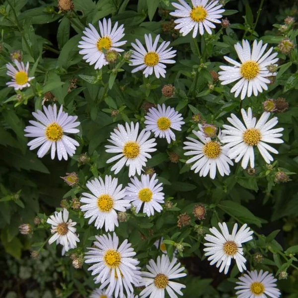 Kalimeris incisa 'Madiva' – Tarka kalimerisz