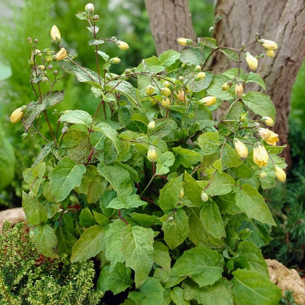 Kirengeshoma palmata - Juharcsengő