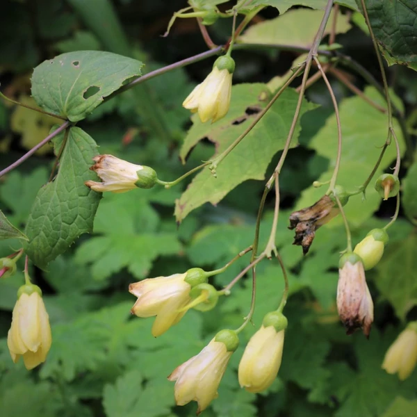 Kirengeshoma palmata - Juharcsengő