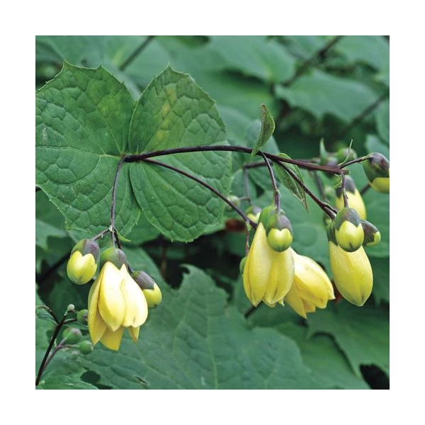 Kirengeshoma palmata - Juharcsengő