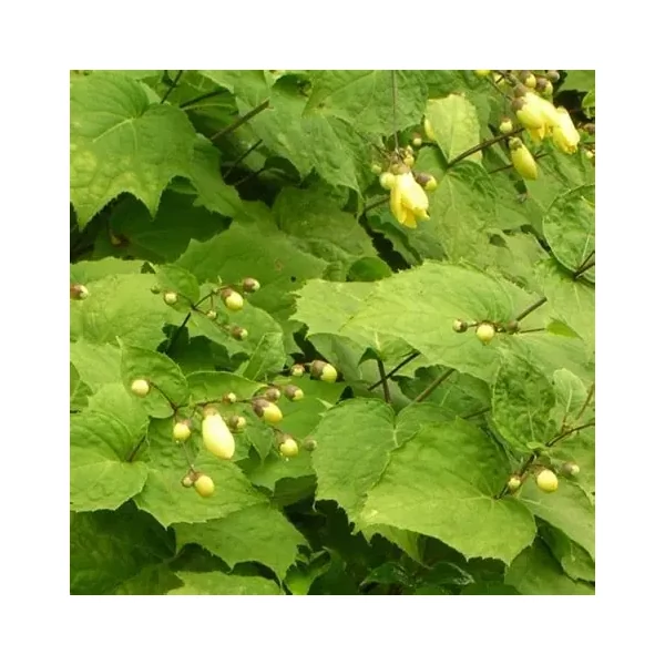 Kirengeshoma palmata - Juharcsengő