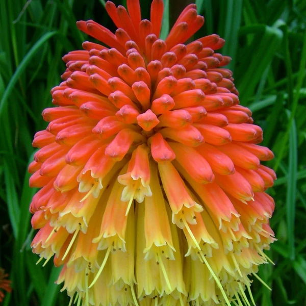 Kniphofia 'Flamenco' – Fáklyaliliom