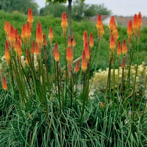 Kniphofia 'Flamenco' – Fáklyaliliom
