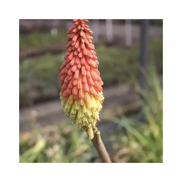 Kniphofia 'Royal Castle' – Fáklyaliliom