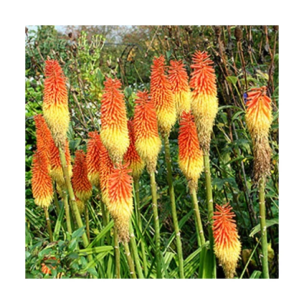 Kniphofia 'Royal Castle' – Fáklyaliliom