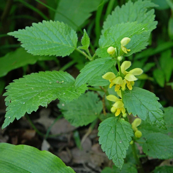Lamium galeobdolon – Erdei sárgaárvacsalán