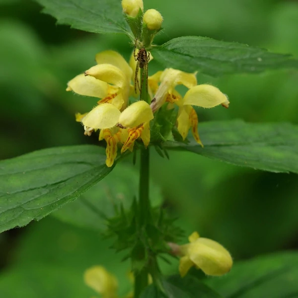 Lamium galeobdolon – Erdei sárgaárvacsalán