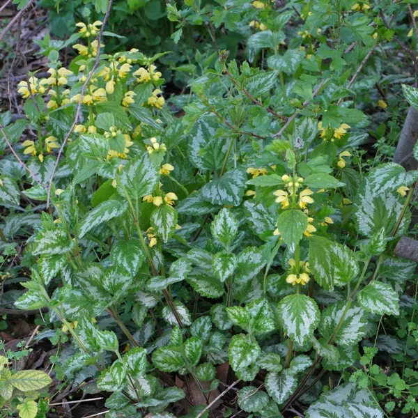 Lamium galeobdolon – Erdei sárgaárvacsalán