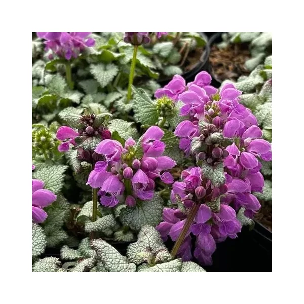 Lamium maculatum 'Red Nancy' – Foltos árvacsalán