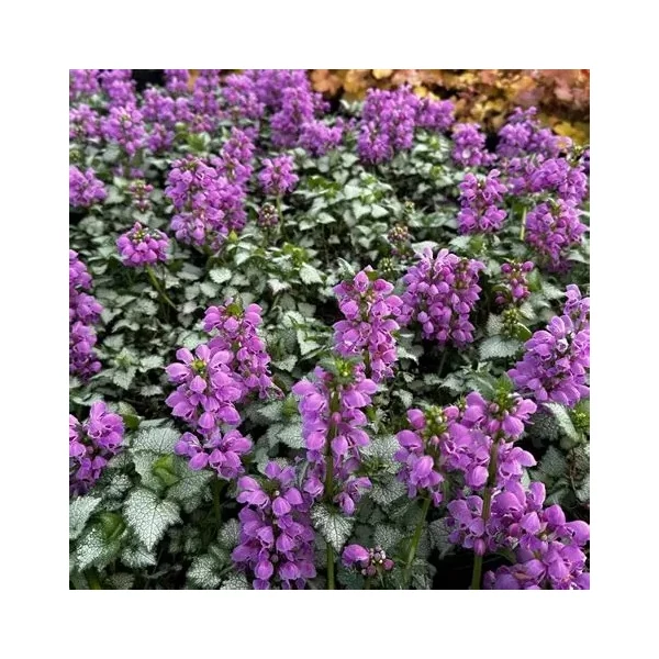 Lamium maculatum 'Red Nancy' – Foltos árvacsalán