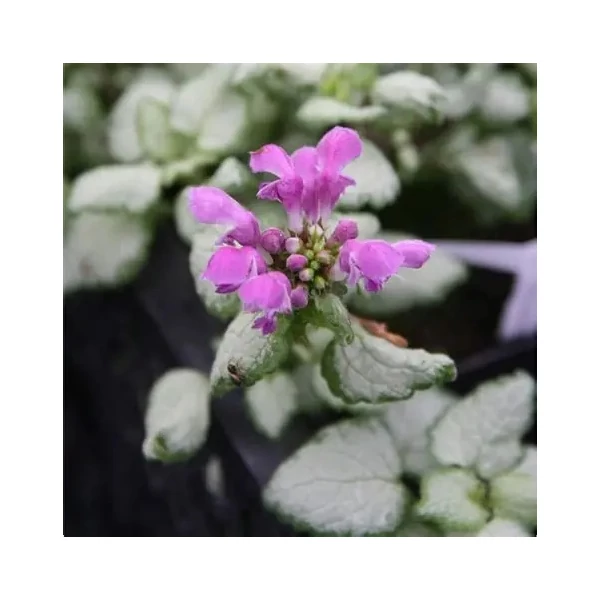 Lamium maculatum 'Red Nancy' – Foltos árvacsalán