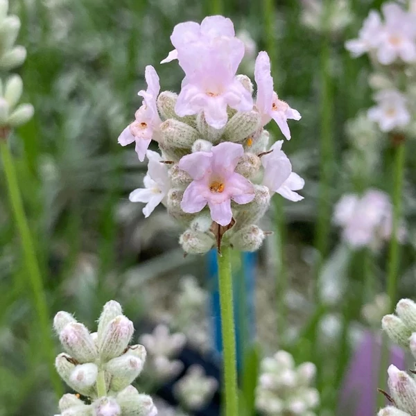 Lavandula angustifolia 'Hidcote Pink' – Angol levendula, keskenylevelű levendula, orvosi levendula, közönséges levendula