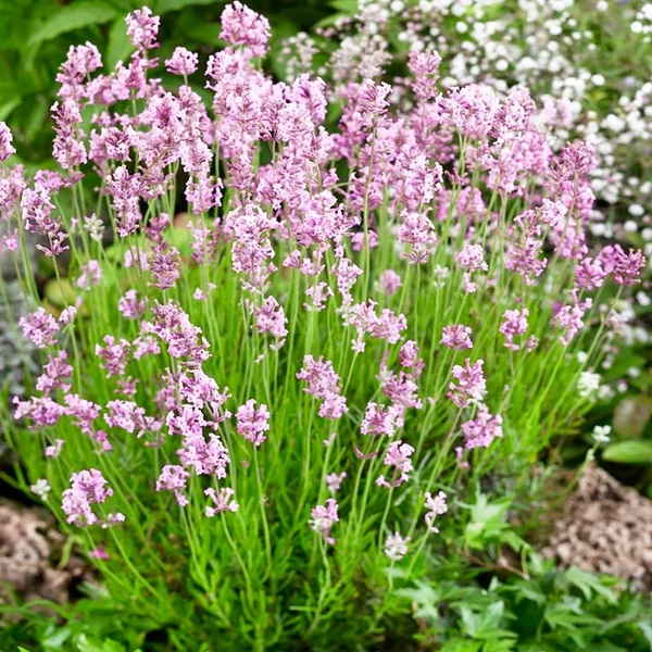 Lavandula angustifolia 'Hidcote Pink' – Angol levendula, keskenylevelű levendula, orvosi levendula, közönséges levendula