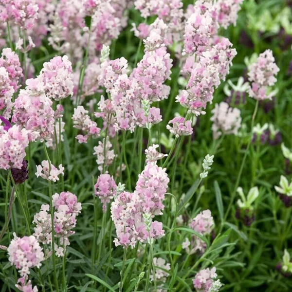 Lavandula angustifolia 'Hidcote Pink' – Angol levendula, keskenylevelű levendula, orvosi levendula, közönséges levendula