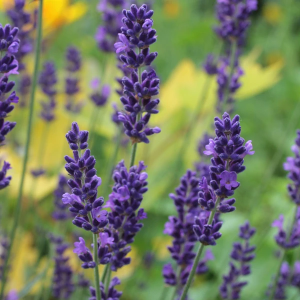 Lavandula angustifolia – Közönséges levendula