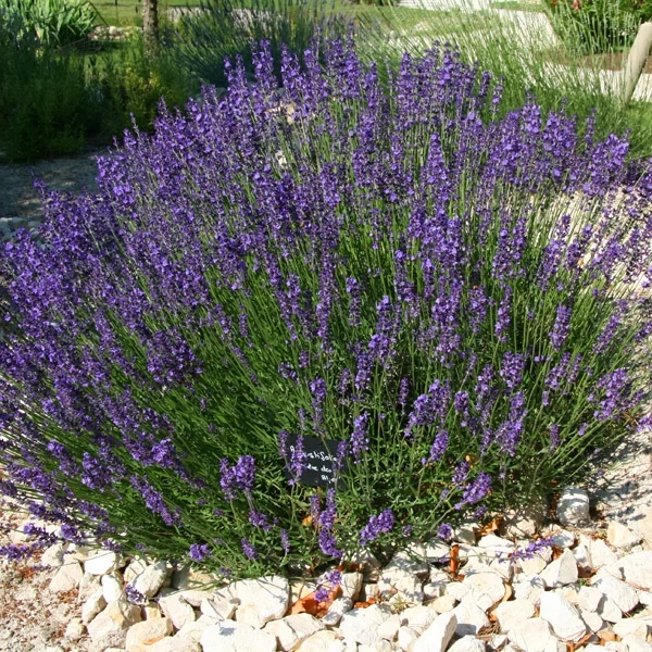 Lavandula angustifolia – Közönséges levendula