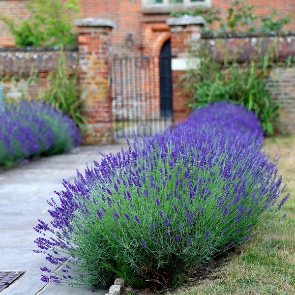 Lavandula angustifolia 'Hidcote' (syn.: ’Hidcote Blue’, ’Hidcote Purple’) - Sötétkék angol vagy közönséges levendula