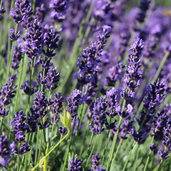 Lavandula angustifolia 'Hidcote' (syn.: ’Hidcote Blue’, ’Hidcote Purple’) - Sötétkék angol vagy közönséges levendula