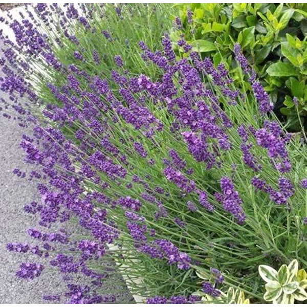Lavandula angustifolia 'Hidcote' (syn.: ’Hidcote Blue’, ’Hidcote Purple’) - Sötétkék angol vagy közönséges levendula