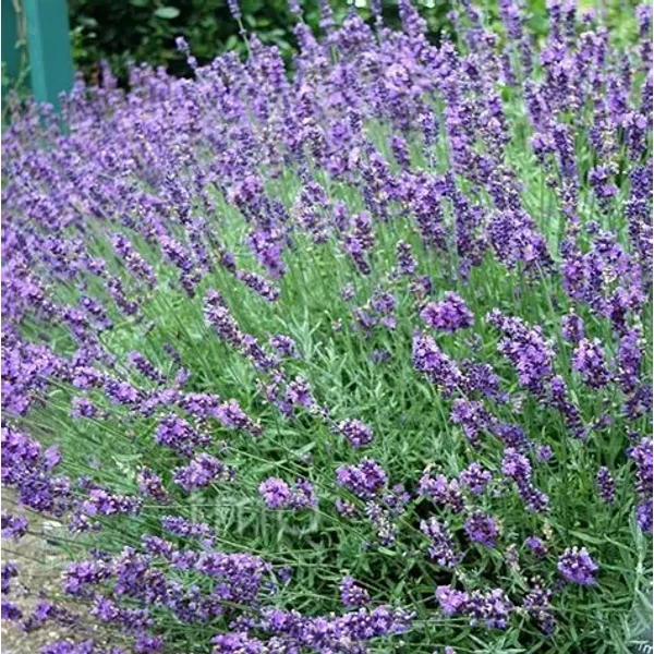 Lavandula angustifolia 'Imperial Gem' – Angol vagy közönséges levendula