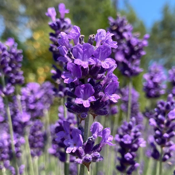 Lavandula angustifolia 'Imperial Gem' – Angol vagy közönséges levendula