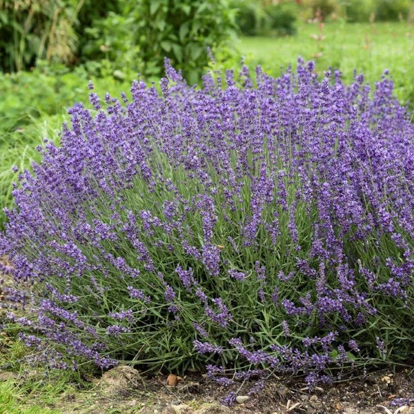 Lavandula angustifolia 'Imperial Gem' – Angol vagy közönséges levendula