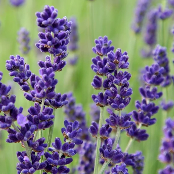 Lavandula angustifolia 'Imperial Gem' – Angol vagy közönséges levendula