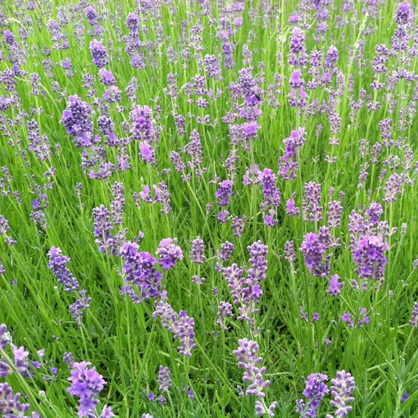Lavandula angustifolia 'Munstead' - Sötét liláskék közönséges levendula