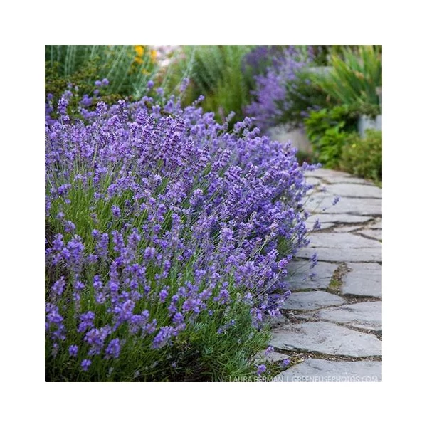 Lavandula angustifolia 'Munstead' - Sötét liláskék közönséges levendula