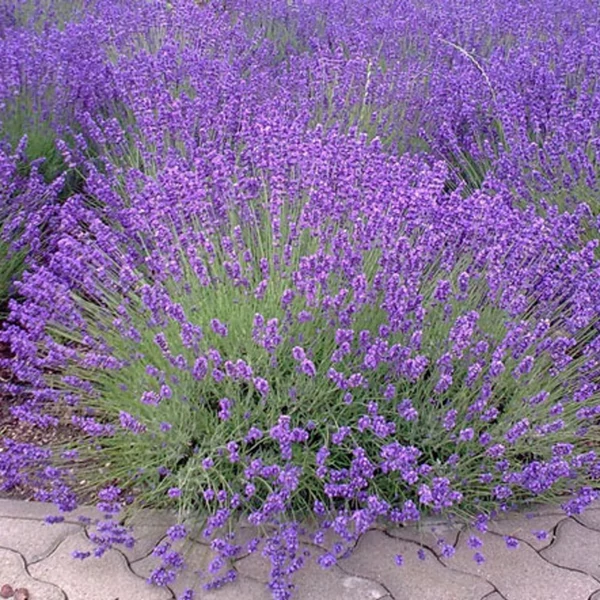 Lavandula angustifolia 'Munstead' - Sötét liláskék közönséges levendula