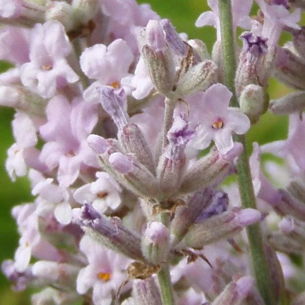 Lavandula angustifolia 'Rosea' - Angol vagy közönséges levendula