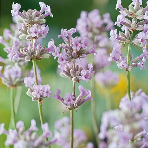 Lavandula angustifolia 'Rosea' - Angol vagy közönséges levendula