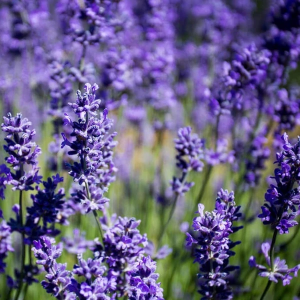 Lavandula x intermedia 'Grappenhall' - Halványkék provánszi levendula