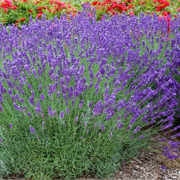 Lavandula x intermedia 'Grappenhall' - Halványkék provánszi levendula