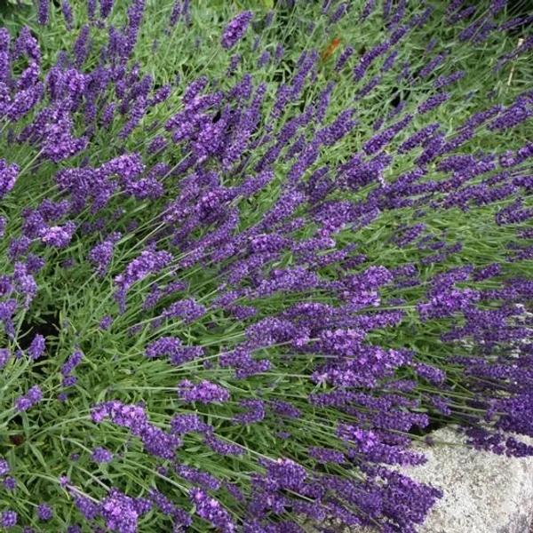 Lavandula x intermedia 'Grappenhall' - Halványkék provánszi levendula