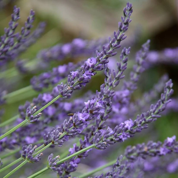 Lavandula x intermedia 'Grappenhall' - Halványkék provánszi levendula