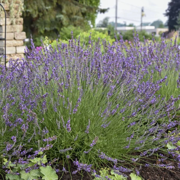 Lavandula x intermedia 'Phenomenal' (syn.: 'Niko') - Provanszi vagy hibrid levendula (lavandin)