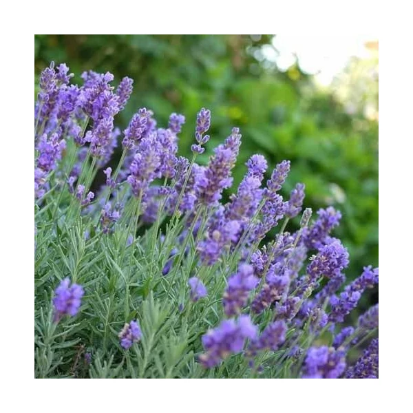 Lavandula x intermedia 'Phenomenal' (syn.: 'Niko') - Provanszi vagy hibrid levendula (lavandin)