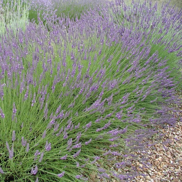 Lavandula x intermedia 'Provence' - Halványkék provánszi levendula