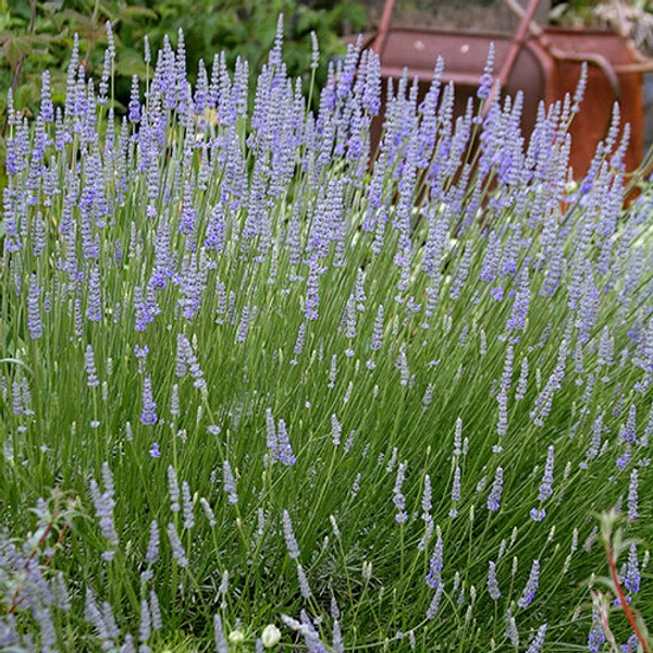 Lavandula x intermedia 'Provence' - Halványkék provánszi levendula