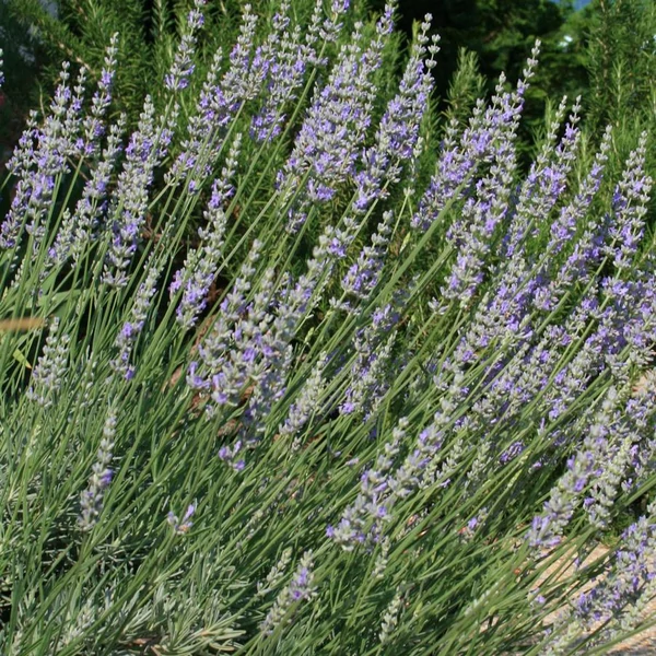 Lavandula x intermedia 'Provence' - Halványkék provánszi levendula