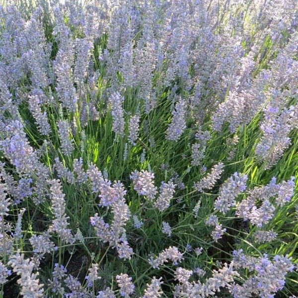 Lavandula x intermedia 'Provence' - Halványkék provánszi levendula