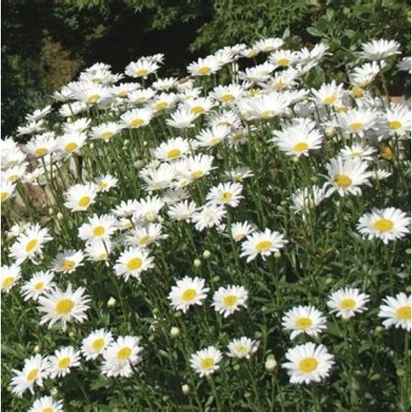 Leucanthemum superbum 'Becky' (Chrys. max.) - Óriás margaréta